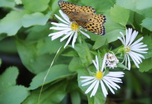 Checkerspot in the Asters